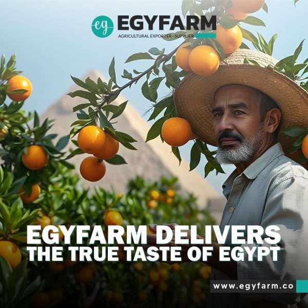 WhatsApp Image 2024-12-02 at 14.36.24_f50a1edc