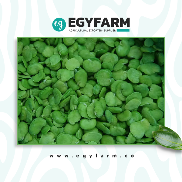 website-design-broad-beans