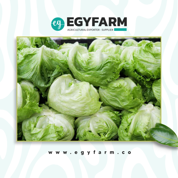 website-design-kabotsha